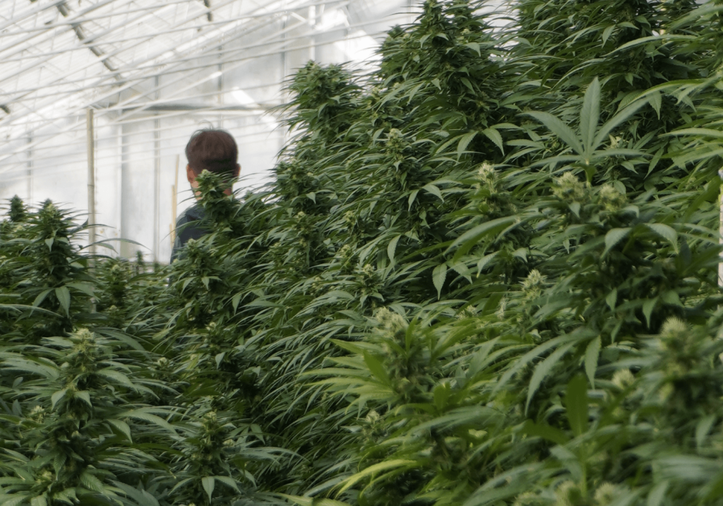 Synergie Farm greenhouse