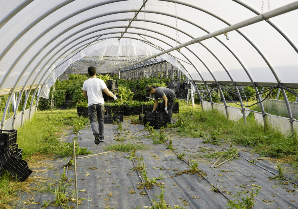 Cultivation at Synergie Farm