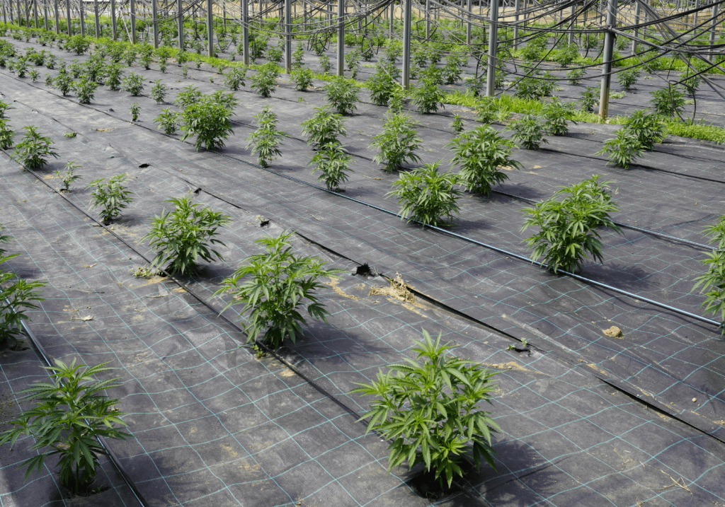 Synergie Farm production