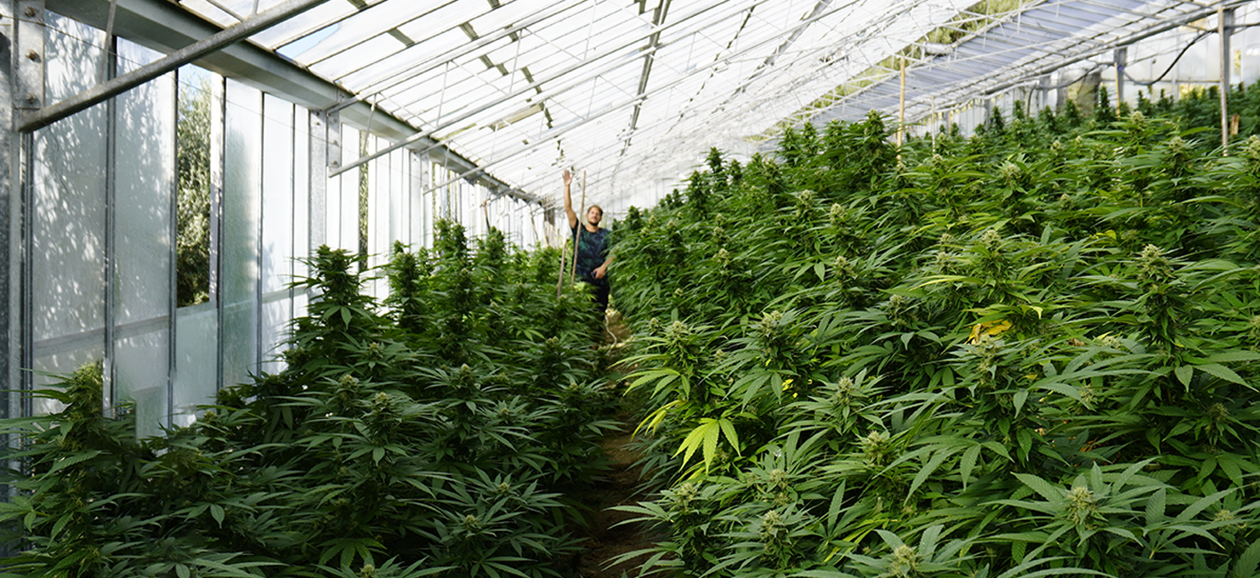 Synergie Farm production