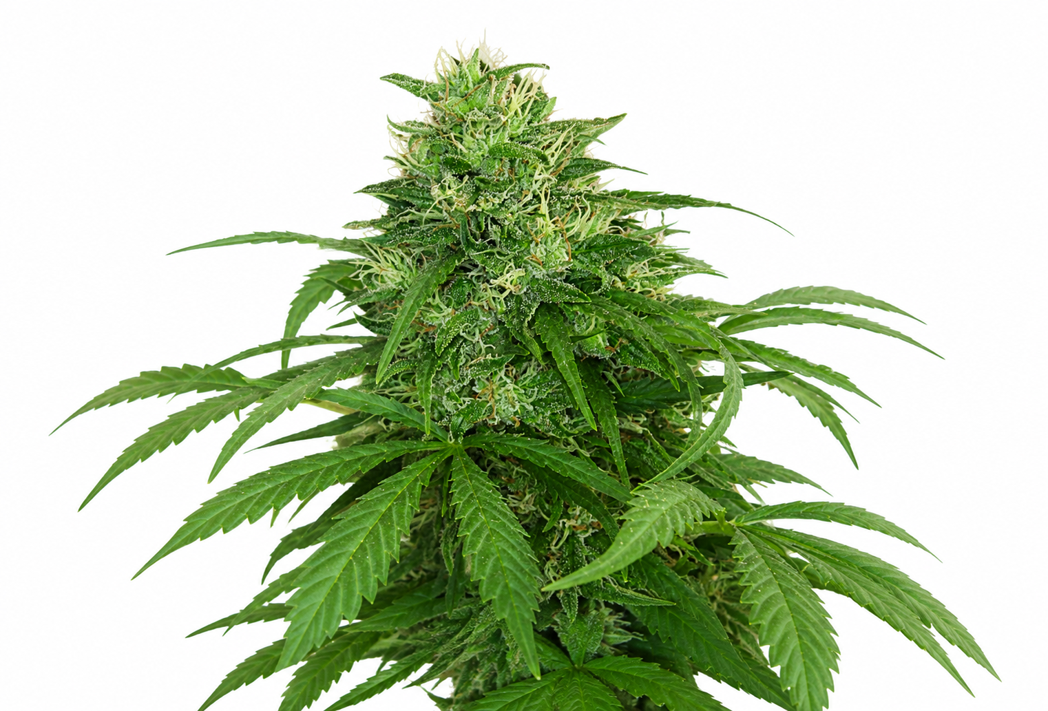 Alien Cookie — CBD Flowers