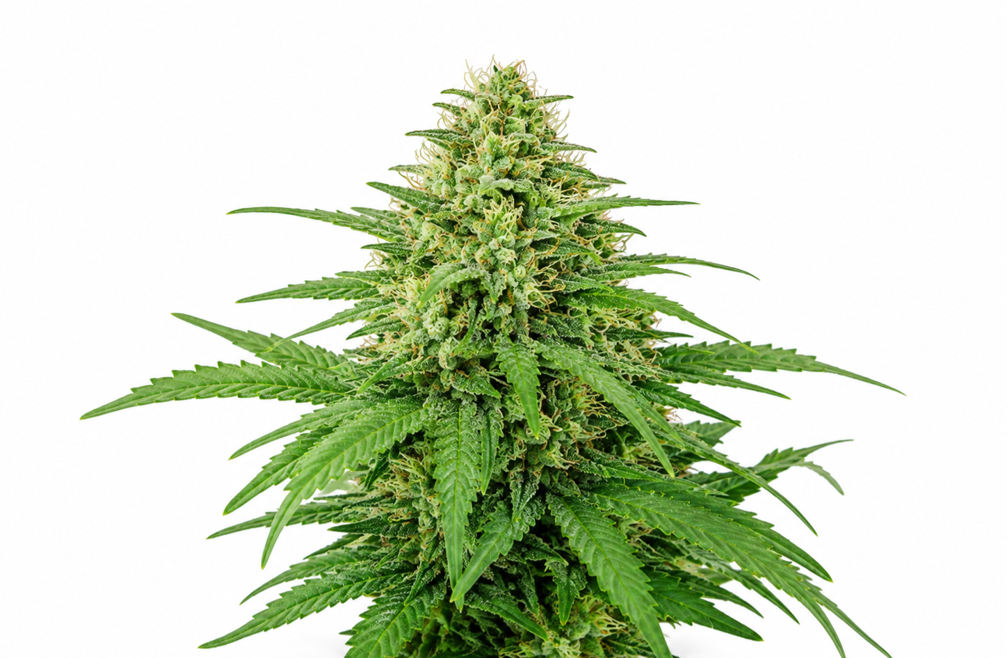 Candy Kush — CBD Flowers