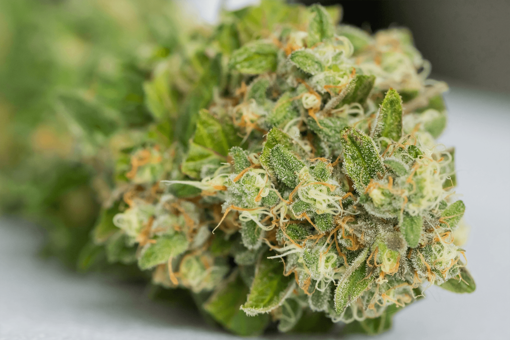 CBD Flowers by Synergie Farm