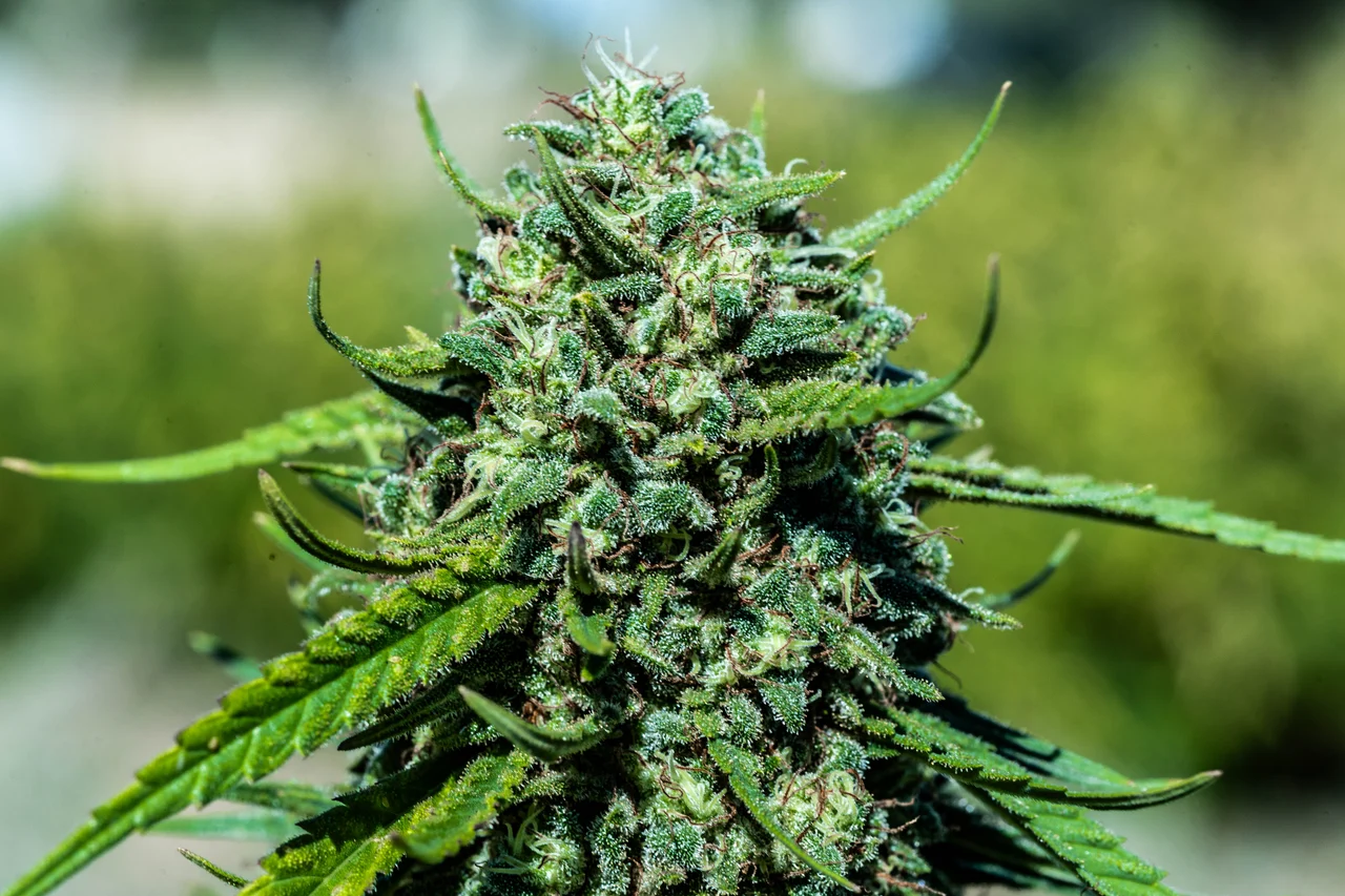 Close-up of a hemp flower growing in the field