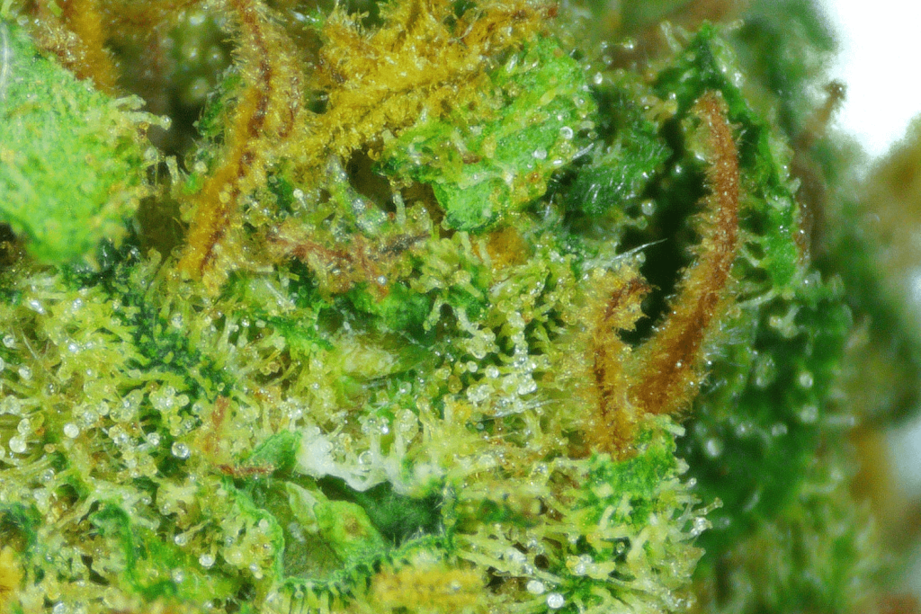 Alien Cookie — view 4