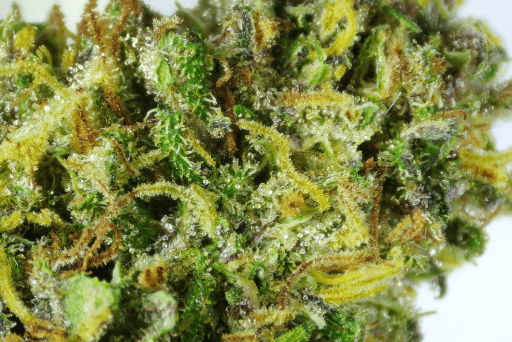 Sapphire Kush — view 3