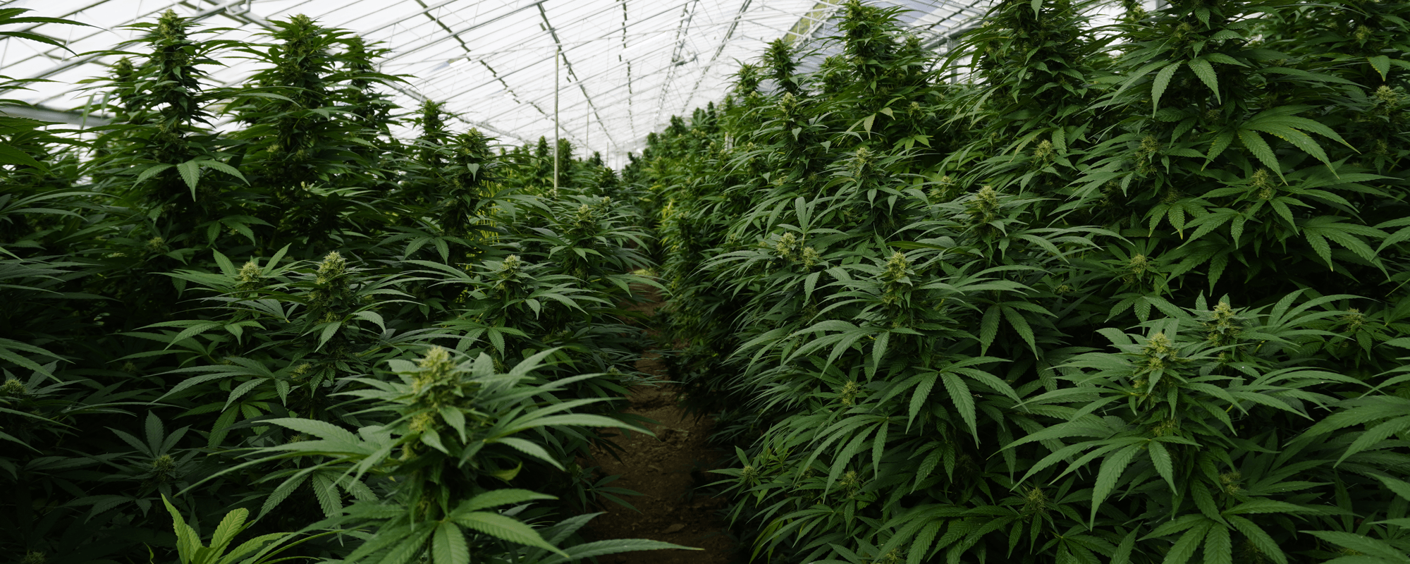 Indoor CBD cultivation at Synergie Farm
