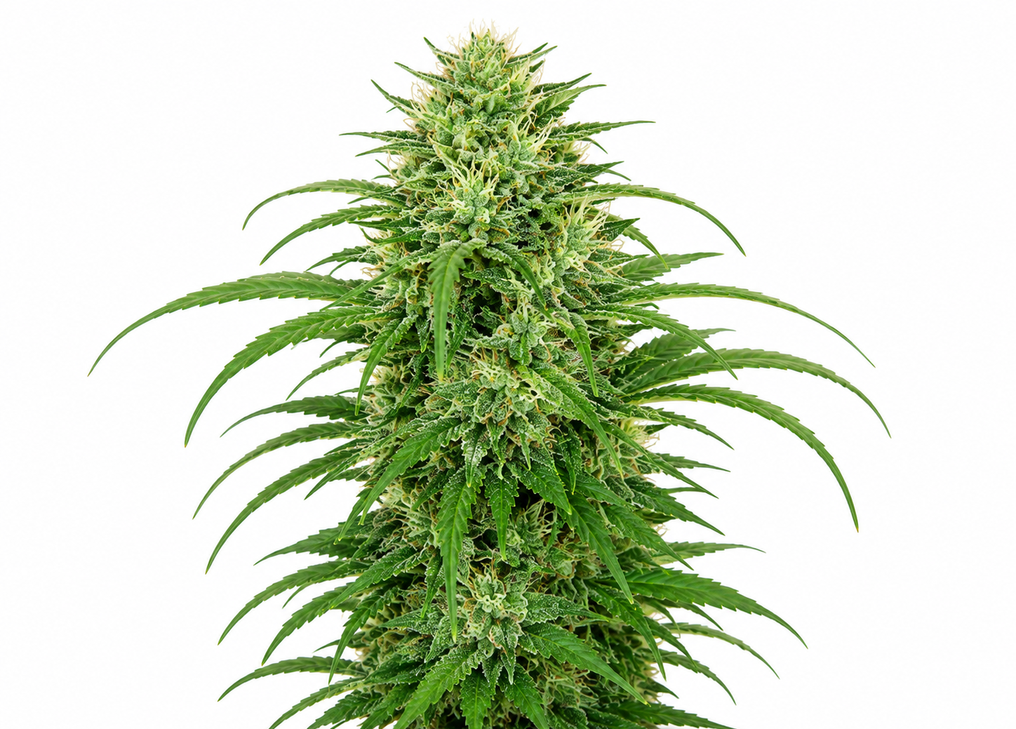 Lemon — CBD Flowers